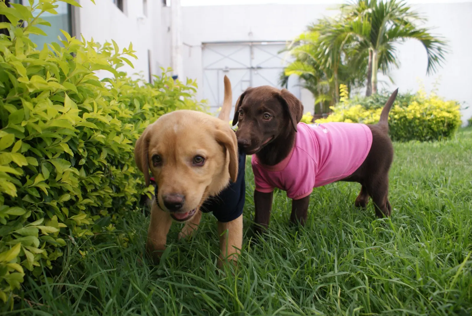 Mascota con estilo urbano