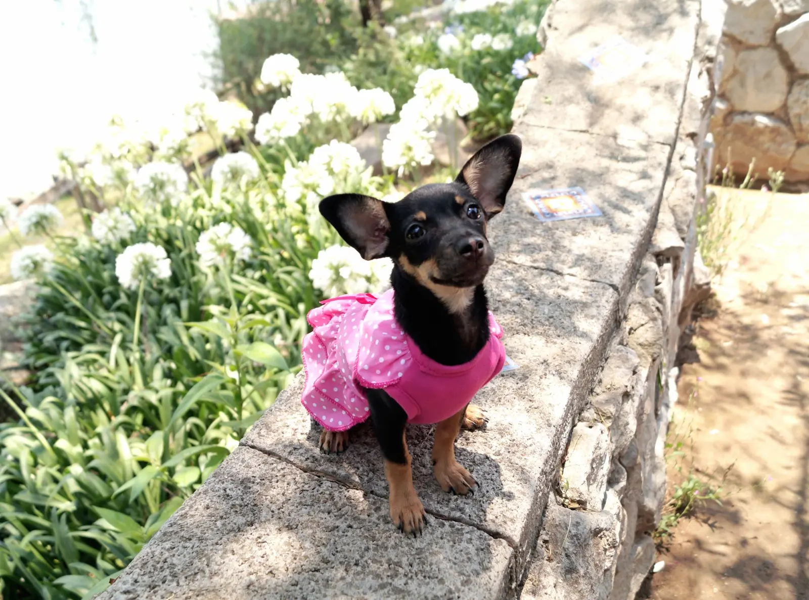 Dueño y mascota jugando