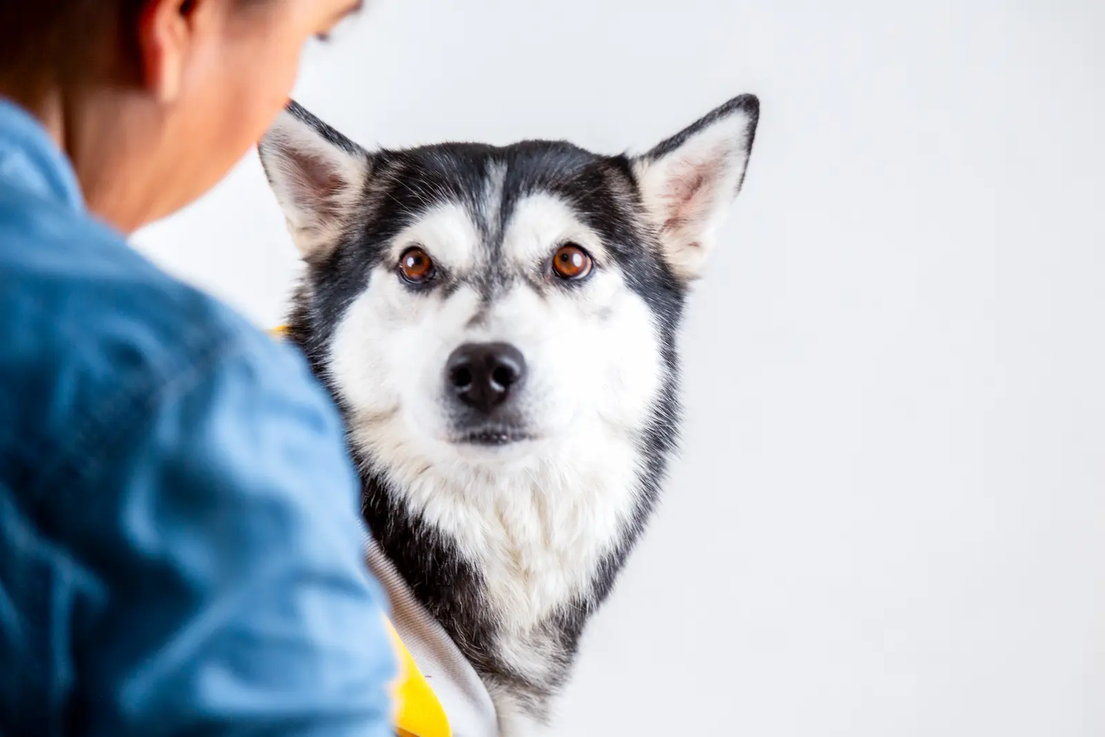 Perro feliz en un campo