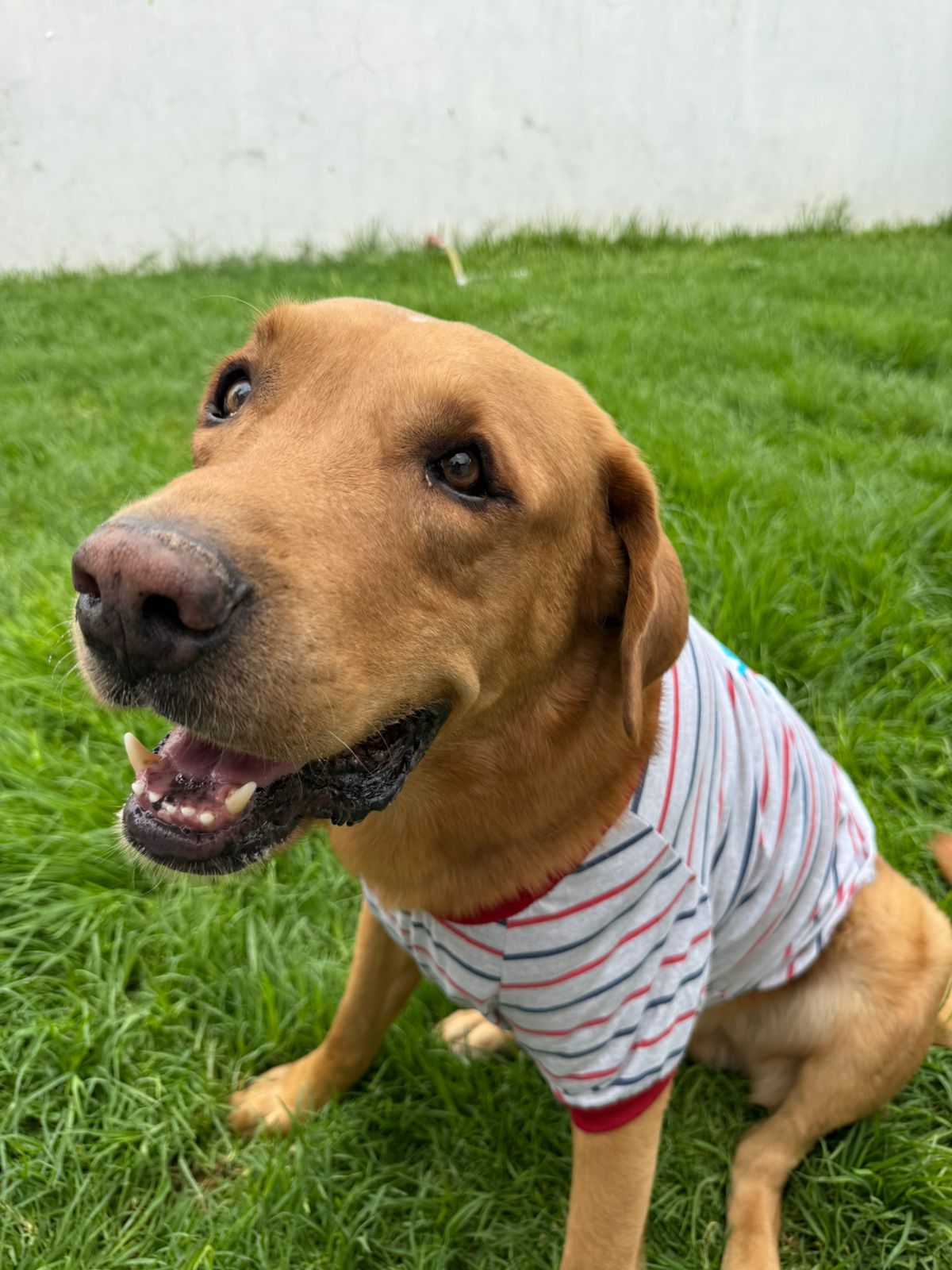 Icono de bienestar animal