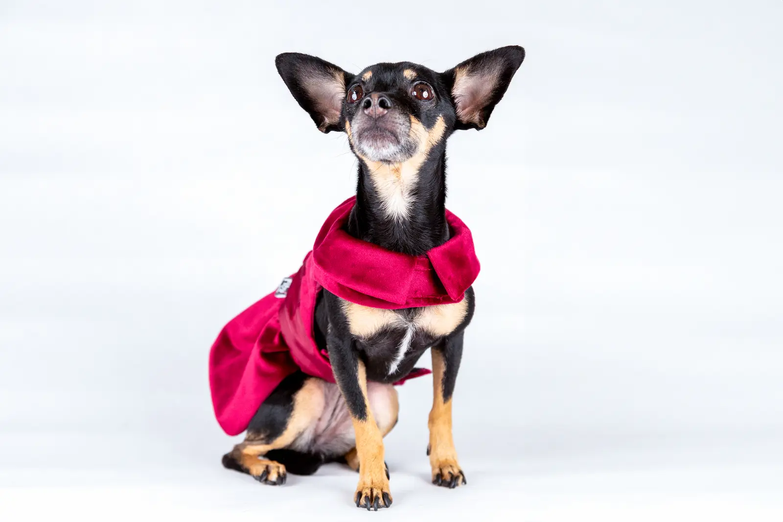 Perro feliz usando ropa de moda